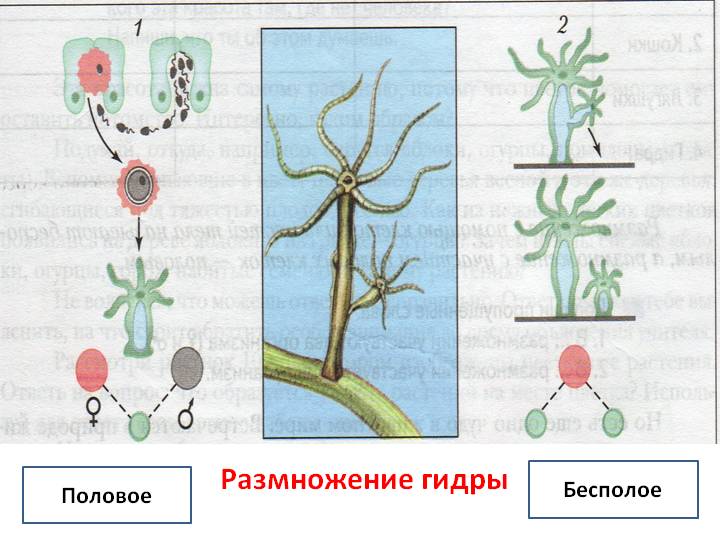 Ссылка на кракен даркнет